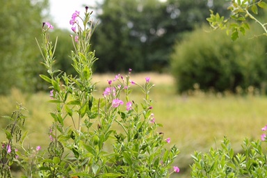 small pink flowers